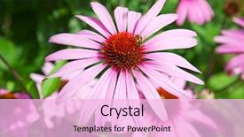  Presentation with immune system - Slides consisting of medicine for human immune system background and a lavender colored foreground