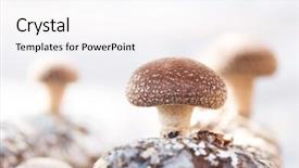  Presentation with mushroom - Beautiful slide set featuring medicine log - shiitake mushroom growing on trees backdrop and a sky blue colored foreground