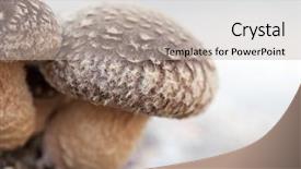  Presentation with growing - Slide deck having medicine log - shiitake mushroom growing on trees background and a light gray colored foreground
