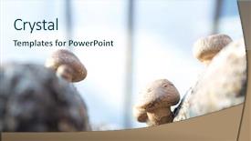  Presentation with tree of life growing - Slide set featuring medicine log - shiitake mushroom growing on trees background and a sky blue colored foreground