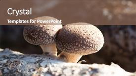  Presentation with mushroom - Slide set enhanced with medicine log - shiitake mushroom growing on trees background and a violet colored foreground