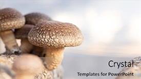  Presentation with mushroom - Slide set having medicine log - shiitake mushroom growing on trees background and a soft green colored foreground