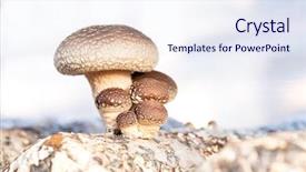  Presentation with tree of life growing - Beautiful PPT theme featuring medicine log - shiitake mushroom growing on trees backdrop and a sky blue colored foreground