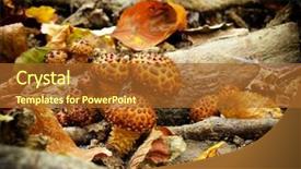  Presentation with tree of life growing - Amazing slides having medicine log - shiitake mushroom growing on trees backdrop and a red colored foreground