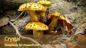  Presentation with tree of life growing - Theme consisting of medicine log - shiitake mushroom growing on trees background and a  colored foreground