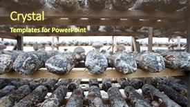  Presentation with mushrooms - Colorful presentation design enhanced with medicine log - shiitake mushrooms being cultivated backdrop and a  colored foreground