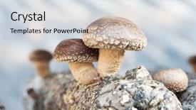  Presentation with mushrooms - Slide set enhanced with medicine log - shiitake mushrooms being cultivated background and a light gray colored foreground