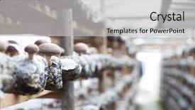  Presentation with traditional medicine medicine - Beautiful slide deck featuring medicine log - shiitake mushrooms being cultivated backdrop and a  colored foreground