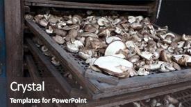  Presentation with traditional medicine medicine - Beautiful slide set featuring medicine log - shiitake mushrooms being cultivated backdrop and a dark gray colored foreground