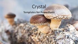  Presentation with traditional medicine medicine - Presentation theme featuring medicine log - shiitake mushrooms being cultivated background and a light blue colored foreground