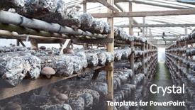  Presentation with mushrooms - Beautiful slide set featuring medicine log - shiitake mushrooms being cultivated backdrop and a dark gray colored foreground