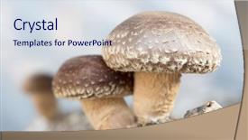  Presentation with traditional medicine medicine - Presentation consisting of medicine log - shiitake mushrooms being cultivated background and a sky blue colored foreground