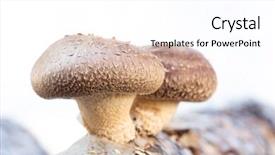  Presentation with mushrooms - Colorful presentation enhanced with medicine log - shiitake mushrooms being cultivated backdrop and a  colored foreground