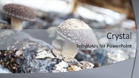  Presentation with mushrooms - Audience pleasing presentation theme consisting of medicine log - shiitake mushrooms being cultivated backdrop and a  colored foreground