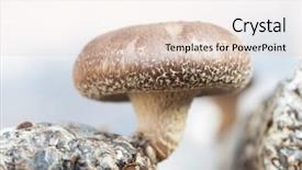  Presentation with mushrooms - PPT theme enhanced with medicine log - shiitake mushrooms being cultivated background and a  colored foreground