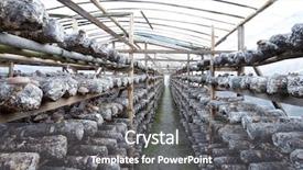  Presentation with traditional medicine medicine - Beautiful PPT theme featuring medicine log - shiitake mushrooms being cultivated backdrop and a  colored foreground