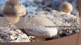  Presentation with traditional medicine medicine - Presentation theme consisting of medicine log - shiitake mushrooms being cultivated background and a mint green colored foreground