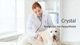  Presentation with health-care - Presentation theme having medicine pet animals health care background and a light gray colored foreground