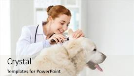  Presentation with health-care - Colorful presentation theme enhanced with medicine pet animals health care backdrop and a  colored foreground