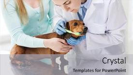  Presentation with dog oral - Presentation design consisting of medicine pet animals health care background and a light gray colored foreground