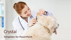  Presentation with health-care - Colorful slide set enhanced with medicine pet animals health care backdrop and a lemonade colored foreground