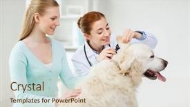  Presentation with animal health - Colorful slide deck enhanced with medicine pet animals health care backdrop and a lemonade colored foreground