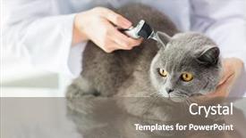  Presentation with animal health - Colorful PPT layouts enhanced with medicine pet animals health care backdrop and a gray colored foreground