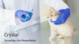  Presentation with making medicine - Slides with medicine pet animals health care background and a lemonade colored foreground