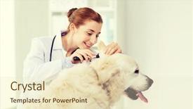  Presentation with intensive care unit health - Presentation featuring medicine pet animals health care background and a  colored foreground