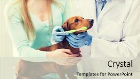  Presentation with intensive care unit health - Colorful slides enhanced with medicine pet animals health care backdrop and a lemonade colored foreground