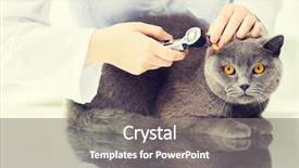  Presentation with maternal health care - Colorful PPT layouts enhanced with medicine pet animals health care backdrop and a  colored foreground