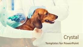  Presentation with animal health - Colorful slide set enhanced with medicine pet animals health care backdrop and a cream colored foreground