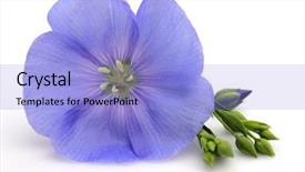  Presentation with flax plant - PPT layouts with flower of flax in closeup background and a light blue colored foreground