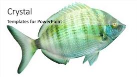  Presentation with mediterranean - PPT theme featuring mediterranean fish the sharpsnout sea background and a  colored foreground