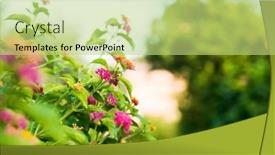  Presentation with green color - Presentation theme with mediterranean-flower-close-up-view background and a mint green colored foreground