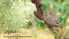  Presentation with organic farming - Presentation having mediterranean fruits farming and cultivation background and a  colored foreground