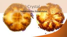  Presentation with jellyfish - PPT theme featuring mediterranean jellyfish cotylorhiza tuberculata cassiopea isolated on white up and down views background and a yellow colored foreground