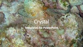  Presentation with octopus - Beautiful presentation featuring mediterranean octopus on the sea backdrop and a coral colored foreground