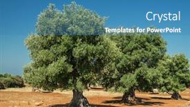  Presentation with olive tree - Presentation theme having mediterranean-olive-plantation background and a teal colored foreground