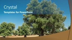  Presentation with olive tree - Cool new slides with mediterranean-olive-plantation backdrop and a ocean colored foreground