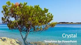  Presentation with pine trees - Cool new presentation with mediterranean pine backdrop and a  colored foreground