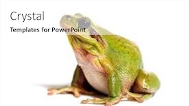  Presentation with frog - Presentation design consisting of mediterranean tree frog or stripeless background and a white colored foreground