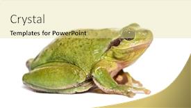  Presentation with frog - Beautiful slide set featuring mediterranean tree frog or stripeless backdrop and a blonde colored foreground