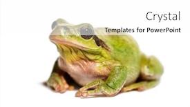  Presentation with frog - Cool new presentation design with mediterranean tree frog or stripeless backdrop and a white colored foreground