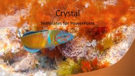  Presentation with mediterranean - Amazing slide deck having mediterranean underwater alive ornate backdrop and a gold colored foreground