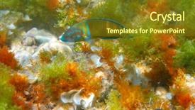  Presentation with mediterranean - PPT theme enhanced with mediterranean underwater alive ornate background and a tawny brown colored foreground