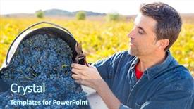  Presentation with cabernet sauvignon - PPT theme featuring agriculturist - mediterranean vineyard harvest farmer farming background and a ocean colored foreground