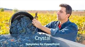  Presentation with cabernet sauvignon - Cool new PPT theme with mediterranean vineyard harvest farmer farming backdrop and a ocean colored foreground