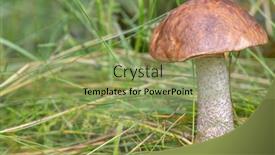  Presentation with brown - PPT layouts with medium-brown-cap-boletus background and a seafoam green colored foreground