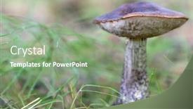  Presentation with brown - Presentation consisting of medium-brown-cap-boletus background and a seafoam green colored foreground